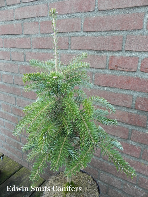 Abies koreana 'Filips Fantasy Falls'